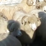 Expoziția de ovine și caprine ed. a V -a 2011 Șomcuta Mare