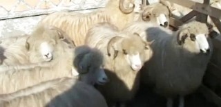 Expoziția de ovine și caprine ed. a V -a 2011 Șomcuta Mare