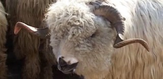 Expoziția de ovine ed. a VI -a 2012 Șomcuta Mare