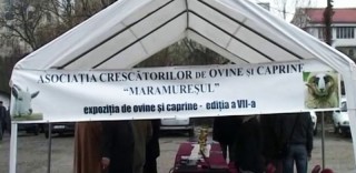 Expoziția de ovine si caprine ed. a.VII -a 2013