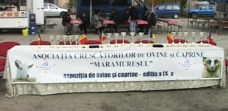 Expoziția de ovine si caprine 2015 Șomcuta Mare – Maramureș