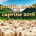 Expoziția de ovine si caprine 2016