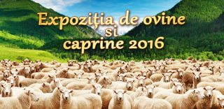 Expoziția de ovine si caprine 2016