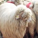 Expoziția de ovine si caprine 2017