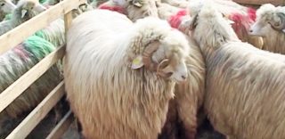 Expoziția de ovine si caprine 2017