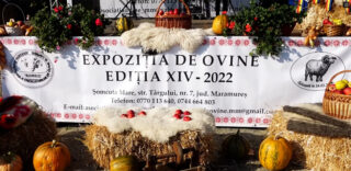Expoziția de ovine la Șomcuta Mare 2022